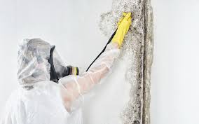 Best Industrial Mold Remediation  in Castle Shannon, PA